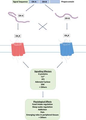 Orexin Signaling: A Complex, Multifaceted Process